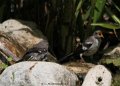 Unhappy Mockingbird